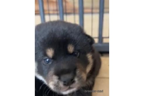 成約済の静岡県の柴犬-242773の2枚目